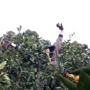 풍월농장 이미지