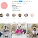 야옹아멍멍해봐(원성점) | 천안강아지미용 야옹아멍멍해봐 원성점, 강아지가 편안하게 미용했어요!