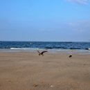 아침의 바다 이미지