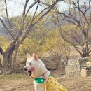 내가 품은 Dog 이미지
