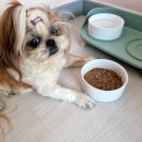 반려식탁 이미지