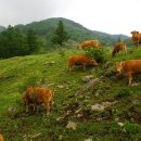 예천목장 이미지