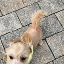 이웃집 동물병원 이미지