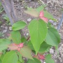 예덕나무껍질예덕나무가지예덕나무묘목 이미지