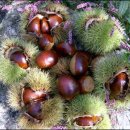 일도농장 이미지