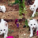 씨송펜션 이미지