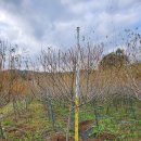 플라밍고셀릭스 4/5/6점대 판매 이미지