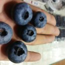 사옥농장 이미지