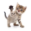 수목원동물병원 이미지