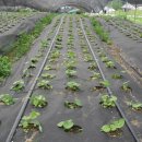 곰취란 무엇인가? 곰취장아찌 만드는 법 이미지