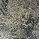 삼촌과조카본점 | CW17_ 망이의 주간일기 / 올해마지막벚꽃 / 미리받은생선 / 혼자가혼자에게 / 본가다녀옴 / 조카만세