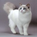 이쁜포리 이미지