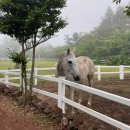 리안목장 이미지
