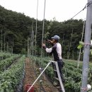 임동 사과원. 7월에 할일 방제 이미지