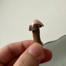 3월 말 4월 초 먹방일기 (충북혁신도시 맛집 부엉이 바베큐)