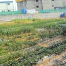 부영농장3 이미지