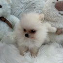 드림독 강아지 고양이 안심분양센터 시흥점 | 시흥강아지무료분양 포메라니안분양