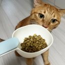 미소농장(생산종류: 고양이) | 고양이 수입사료 비교하고 선택하길 잘했어요!