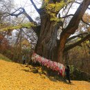 보석사   은행나무 이미지