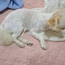 돌돌이네 이미지