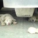 연지카센타 이미지