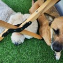 큰댕댕 개치원 이미지