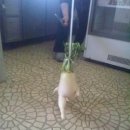 청도비닐 이미지