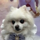 비비펫 살롱 이미지