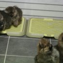 Pom생Pom사 이미지