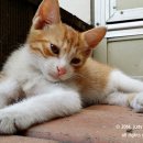 카페오수 이미지