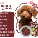 우리집코코 이미지