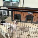 사랑할개 | 분당대형견목욕 판교대형견목욕 사랑할개 대형견출장목욕미용 전문 후기