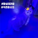 동훈빌딩 | [송파/석촌] 데이트 코스로 딱! 단골 마사지샵 '황실테라피' 솔직 후기 (ft. 고양이 미미 &amp; 할인 꿀팁)