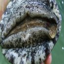 완도전복삼계탕 이미지