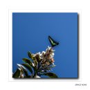 나비야놀자 이미지