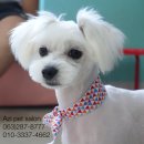 Pet salon 네이버블로그