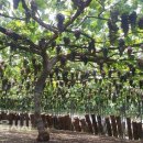 희성농장 이미지