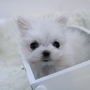 강아지분양 더펫 이미지