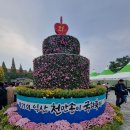 전북 익산 천만송이 국화축제 이미지