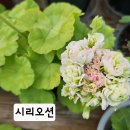 리오션