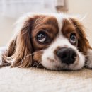 예동물병원 이미지