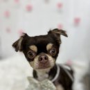 방울이네 펫살롱 이미지