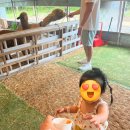 알파목장 이미지