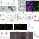 Re: 건강한 위성 교세포(Satellite glia) 미토콘드리아 ... 운동을 통해 TNTs로 미토콘드리아 전달... 이미지