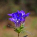 용담마을길 이미지