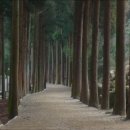 대한다원 이미지