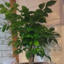 신안골드리치 | 엄마랑 다녀온 마사지데이트 💛 안산마사지 <THE조은바디앤풋샵> 완벽했던 피로회복 !