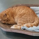 달봉이민박 이미지