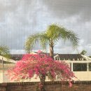 🌺 Bougainvillea in Early Spring, Queensland, Australia 🌺 이미지