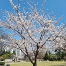 소하근린공원 | [용인 벚꽃 명소] 신갈기흥 만골근린공원 4월 벚꽃구경 후기